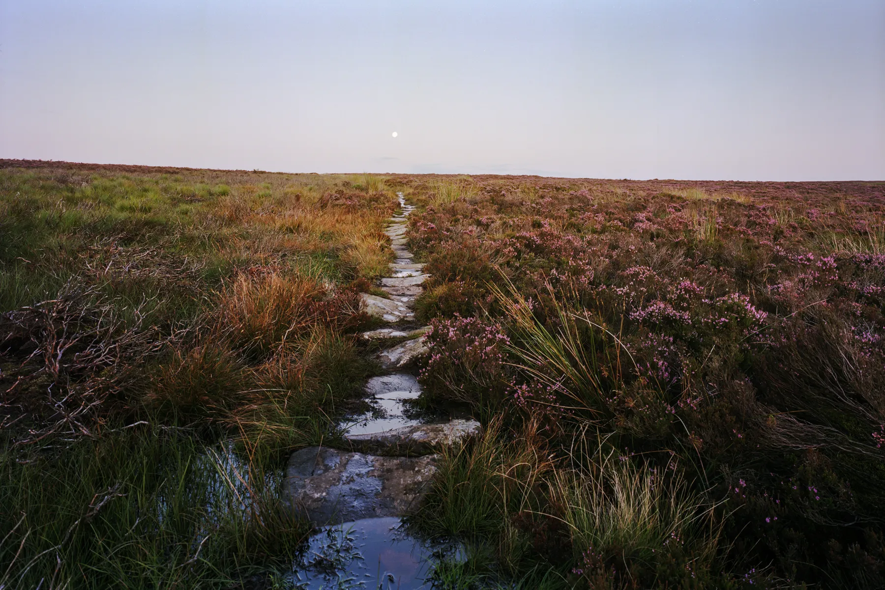 Stone path winding through purple heather moorland with stream, pale sky and moon visible above rolling hills.