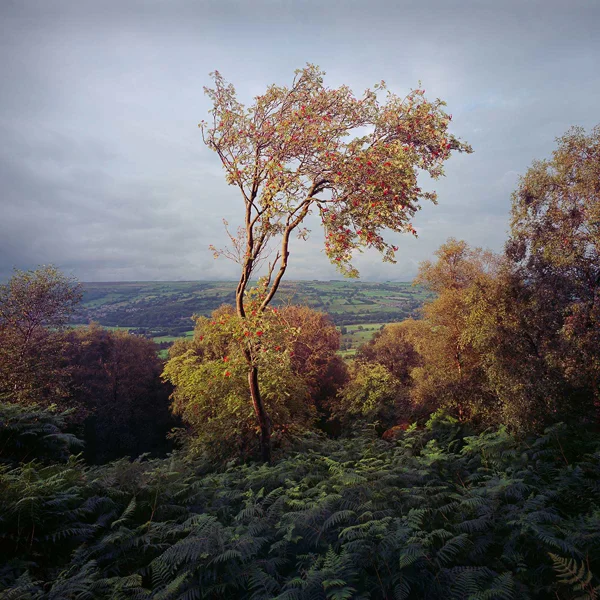 Single rowan tree with autumn foliage and berries standing among dense ferns, overlooking rolling patchwork farmland under overcast sky.