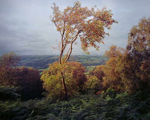 A Journey Through Ancient Woodland: A solitary, windswept tree stands in an ancient woodland, its branches laden with red berries. The tree, with partially bare limbs, overlooks a verdant valley. Ferns carpet the forest floor, and the scene conveys a serene, timeless atmosphere.  a close up of a tree