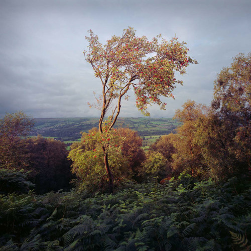 Mountain Ash Trees: A solitary, windswept tree stands in an ancient woodland, its branches laden with red berries. The tree, with partially bare limbs, overlooks a verdant valley. Ferns carpet the forest floor, and the scene conveys a serene, timeless atmosphere. 