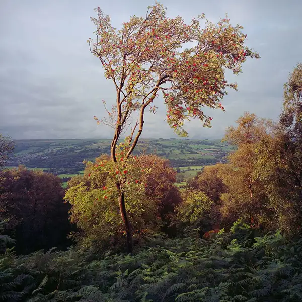 Mountain Ash Trees