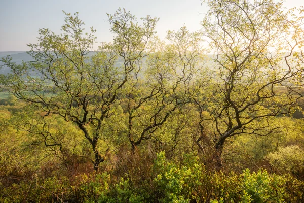 Gnarled hawthorn trees in fresh spring leaf on a moorland edge above a hazy wooded valley at sunrise