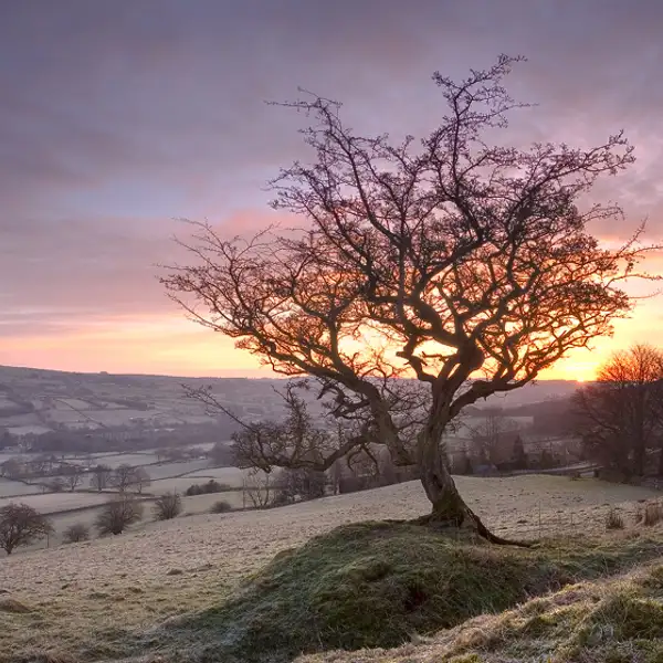 Winter dawn
