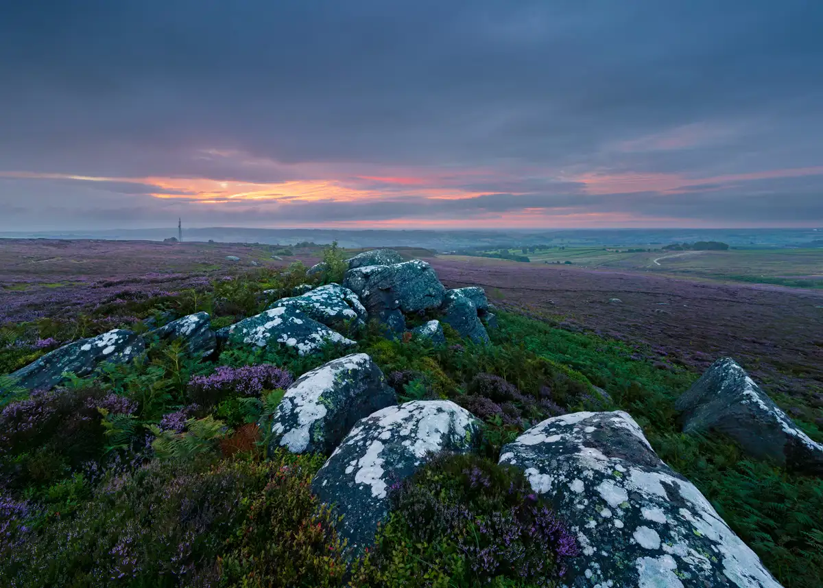 Heather-covered moorland with large, lichen-coated rocks in the foreground. A vast expanse of purple heather and green ferns stretches into the distance under a dramatic sky with orange and pink hues from the setting sun. A distant structure punctuates the horizon on the left.