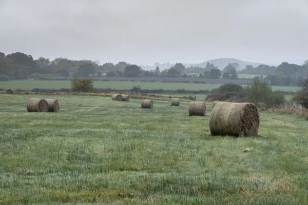 Round hay bales scattered across a misty green farmland field on an overcast autumn morning.