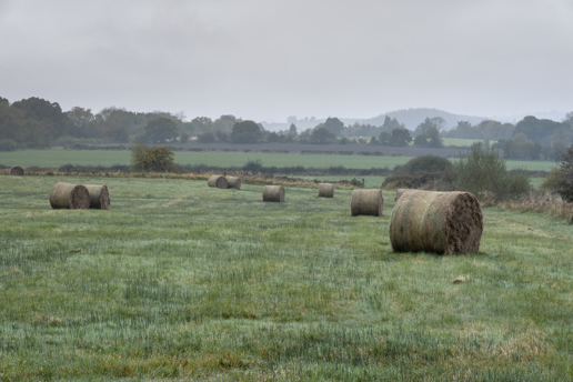  a herd of sheep grazing on a lush green field