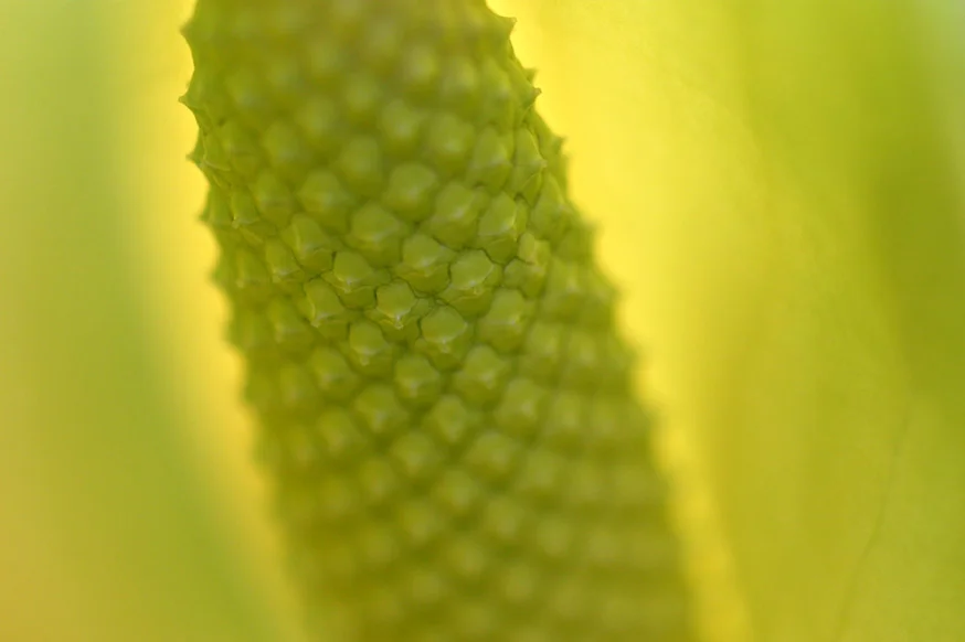Lily, Harlow Carr