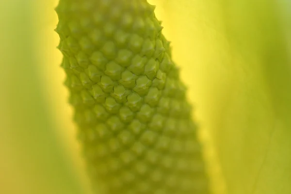 Lily, Harlow Carr