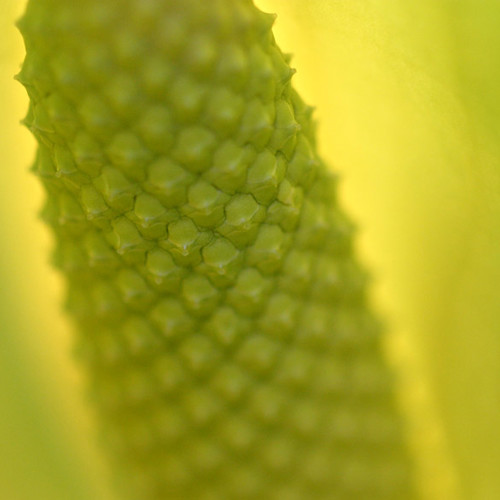 Lily, Harlow Carr: Lily, Harlow Carr