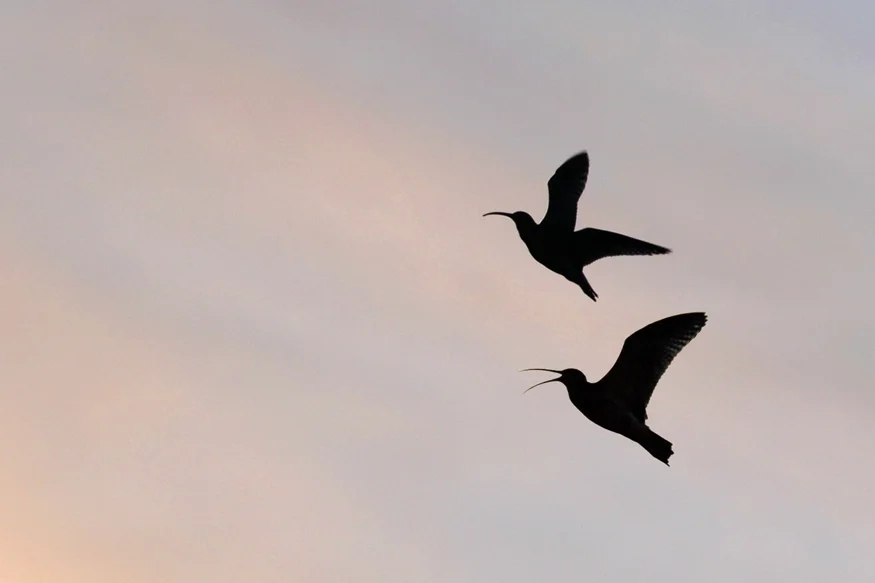 In flight