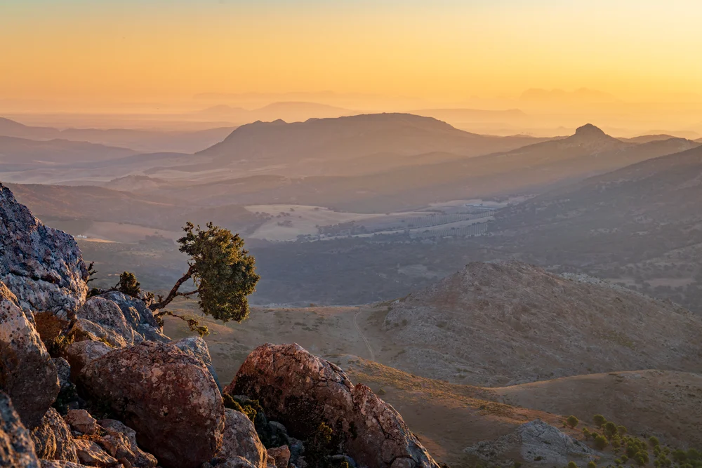 Lone tree on rocky outcrop overlooking hazy mountain ridges at sunset near Ronda