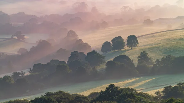 Mist drifting through a rolling green valley with trees and grazing sheep at sunrise
