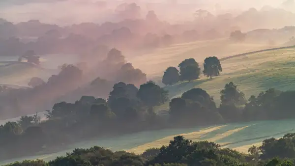 Rolling hills covered in soft morning mist, with scattered trees casting gentle shadows on the grassy landscape. The light creates a warm, pinkish hue, giving a serene and ethereal atmosphere to the scene.