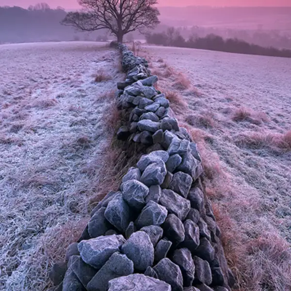 Frosty Morning