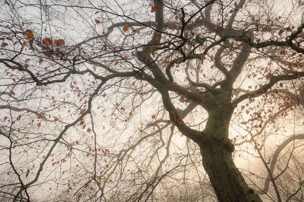Tall tree with bare branches and scattered, dry autumn leaves against a misty, overcast background. The tree trunk is covered with textured bark, and the dim, diffused light creates a tranquil, almost eerie atmosphere.
