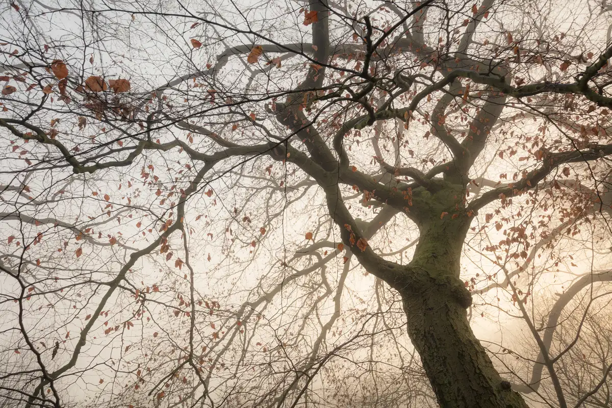 Tall tree with bare branches and scattered, dry autumn leaves against a misty, overcast background. The tree trunk is covered with textured bark, and the dim, diffused light creates a tranquil, almost eerie atmosphere.