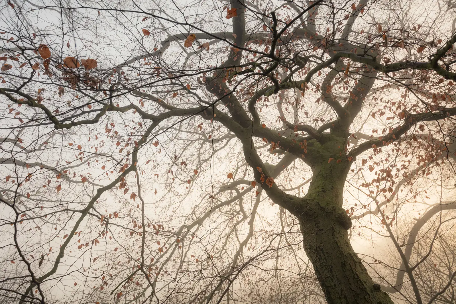 Tall tree with bare branches and scattered, dry autumn leaves against a misty, overcast background. The tree trunk is covered with textured bark, and the dim, diffused light creates a tranquil, almost eerie atmosphere.