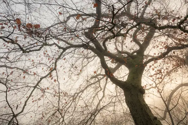 Tall tree with bare branches and scattered, dry autumn leaves against a misty, overcast background. The tree trunk is covered with textured bark, and the dim, diffused light creates a tranquil, almost eerie atmosphere.