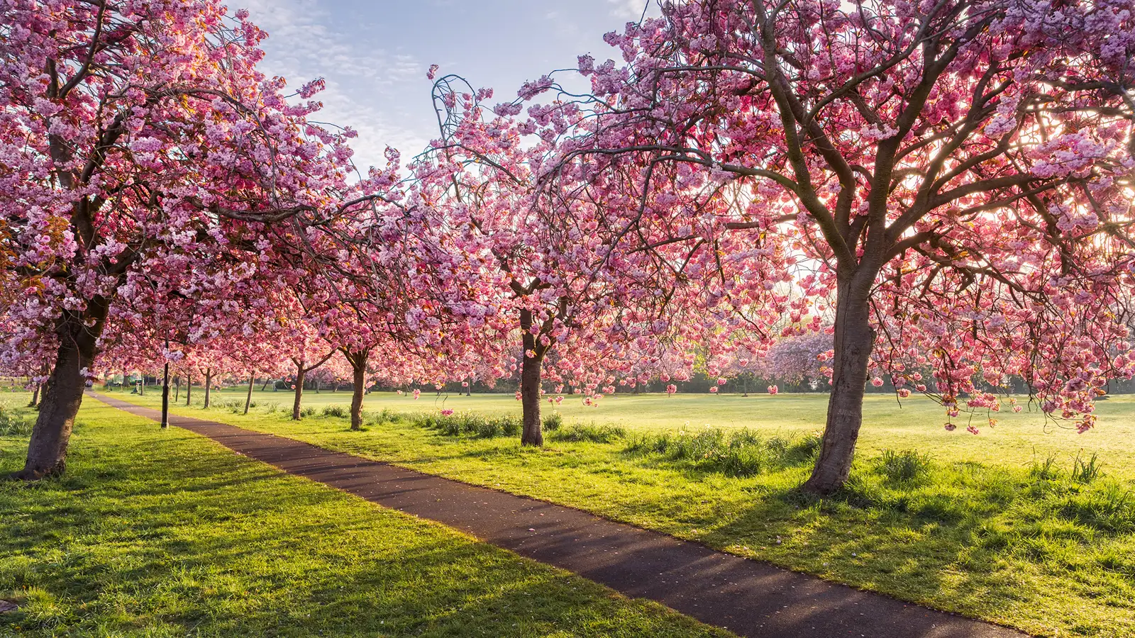 Pathway through a park lined with blossoming cherry trees covered in vibrant pink flowers. Sunlight filters through the branches, casting shadows on the green grass. The sky is lightly clouded, creating a serene atmosphere.
