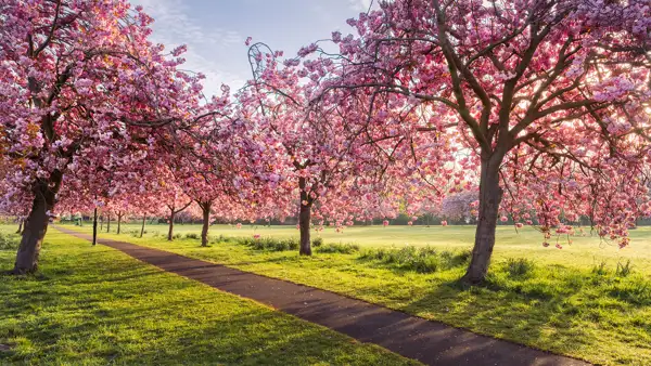 Pathway through a park lined with blossoming cherry trees covered in vibrant pink flowers. Sunlight filters through the branches, casting shadows on the green grass. The sky is lightly clouded, creating a serene atmosphere.
