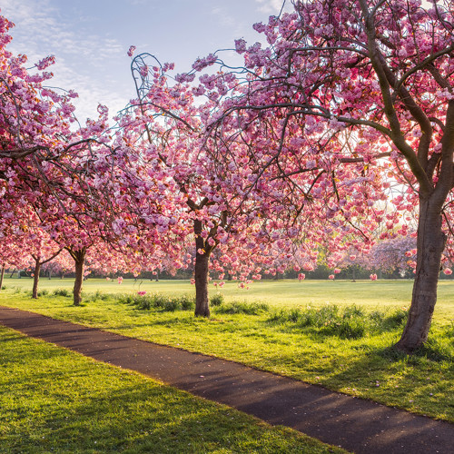 Harrogate Stray Cherry Blossom: 