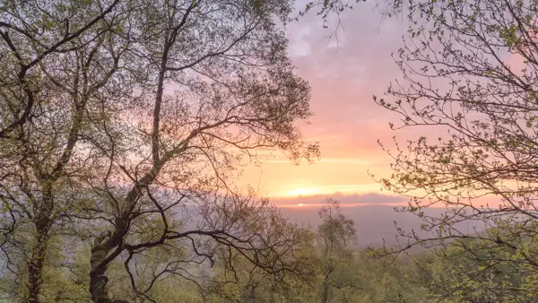 Sunset view through tree branches, with a sky filled with soft pink, orange, and purple hues. The trees have delicate, sparse foliage, and the horizon features gentle rolling hills.