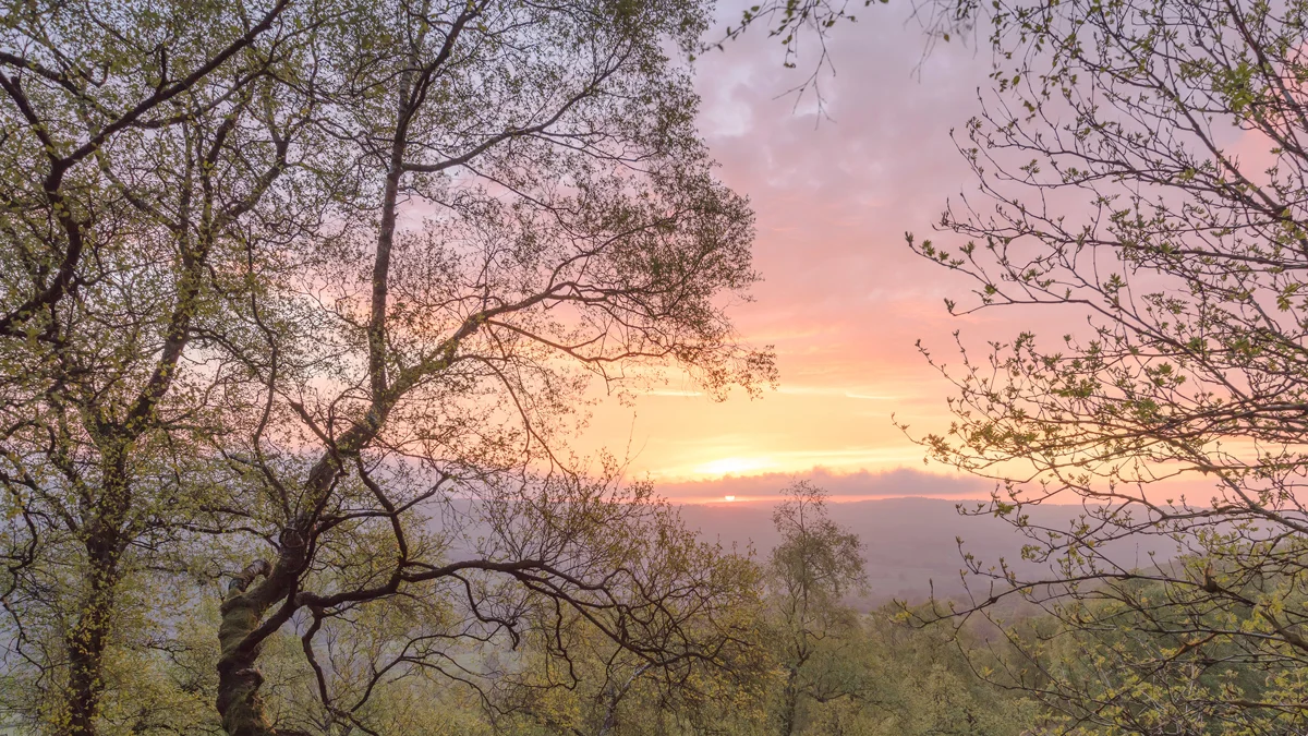 Sunrise framed by spring trees over a misty woodland valley with a pink and orange sky