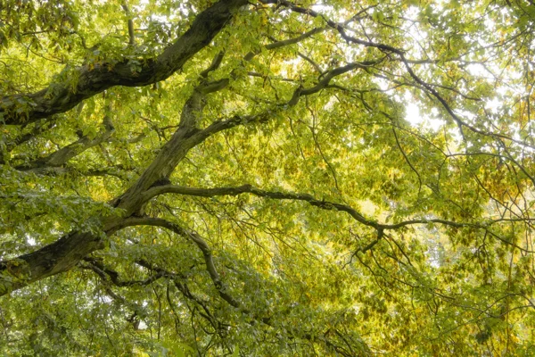 Sunlit tree canopy with twisting branches and golden-green leaves in early autumn woodland