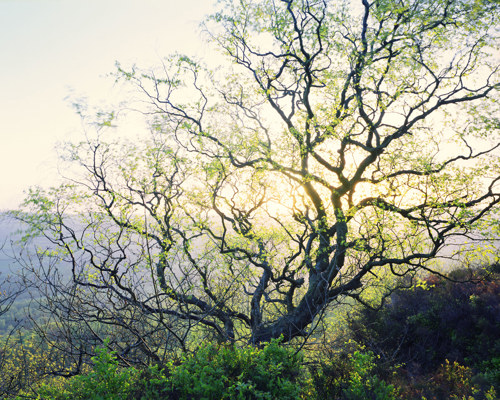 A Journey Through Ancient Woodland:  