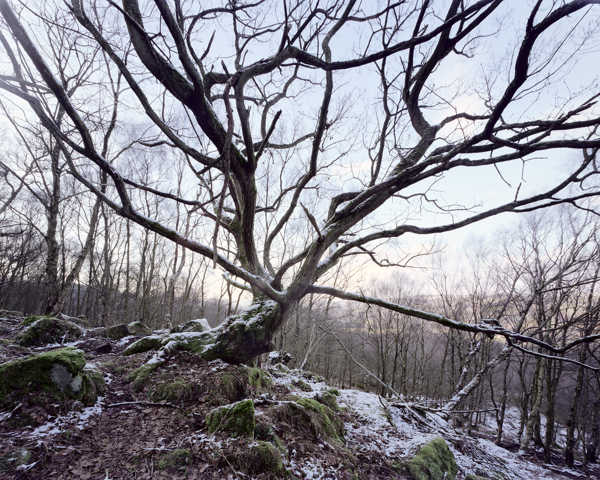 a path with trees on the side of a snow covered tree