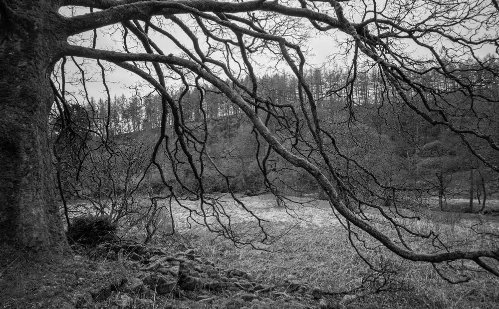 Twisting, bare branches of a large tree in the foreground dominate the image. The landscape is a grassy field with a row of leafless trees in the background, under an overcast sky. The scene is captured in black and white, enhancing the intricate textures and contrasts.