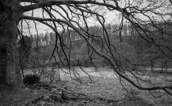 Bare overhanging tree branches framing a misty woodland valley in winter, black and white