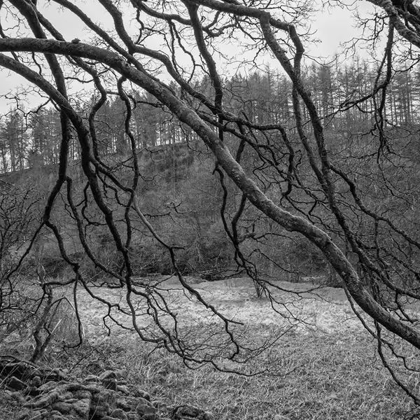 Trees IV