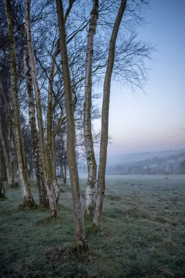Birch trees with slender trunks and patches of white bark stand in a frosty grassy field. The surroundings are misty, with bare branches extending into the blue and pink hues of a dawn sky. Hills are visible in the distant background.