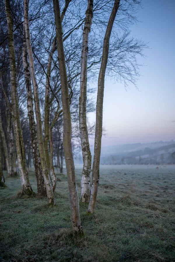 Silver birch trees on the edge of a frosty parkland meadow at dawn, with misty rolling hills beyond