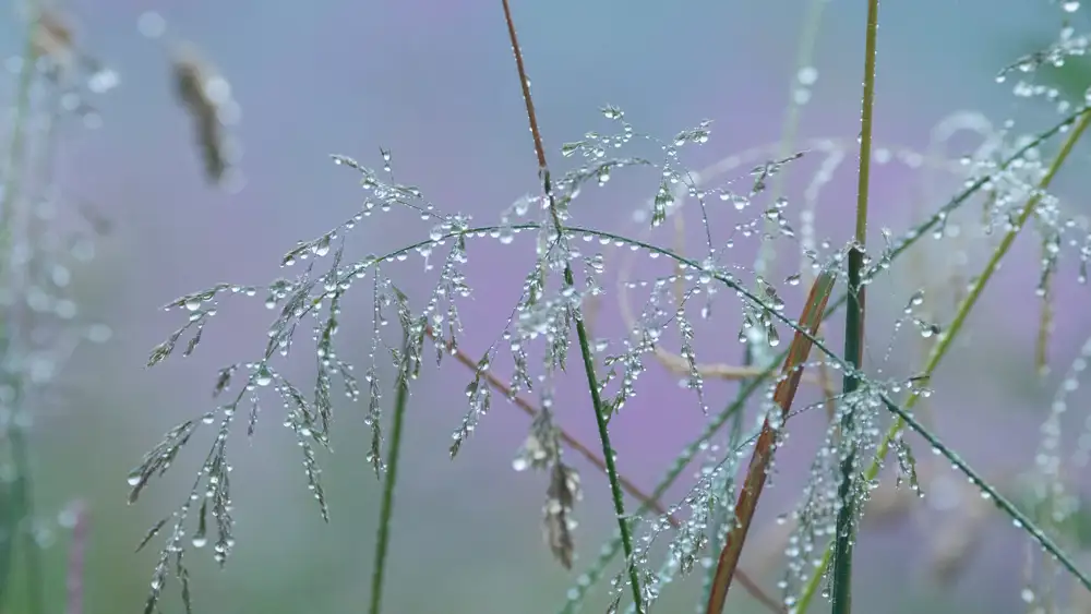 Delicate grass stems covered in droplets of water against a soft, blurred background of purple and green hues. The drops create a sparkling effect, highlighting the intricate structure of the grass.