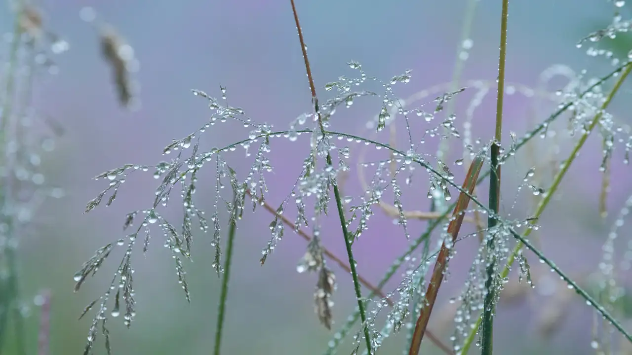 Delicate grass stems covered in droplets of water against a soft, blurred background of purple and green hues. The drops create a sparkling effect, highlighting the intricate structure of the grass.