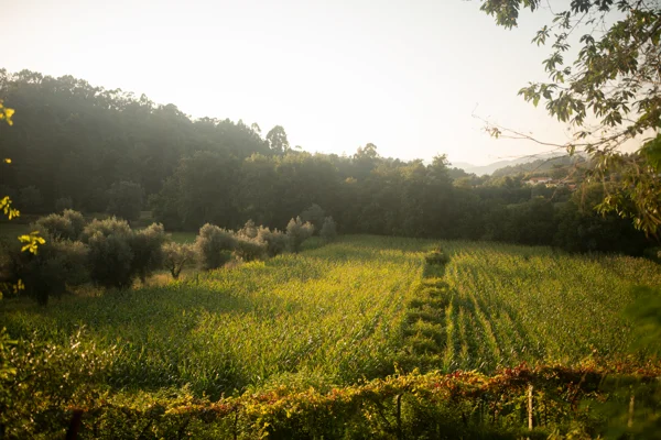 Maize field and olive trees in a rural valley with wooded hills, bathed in hazy golden summer light at sunset.