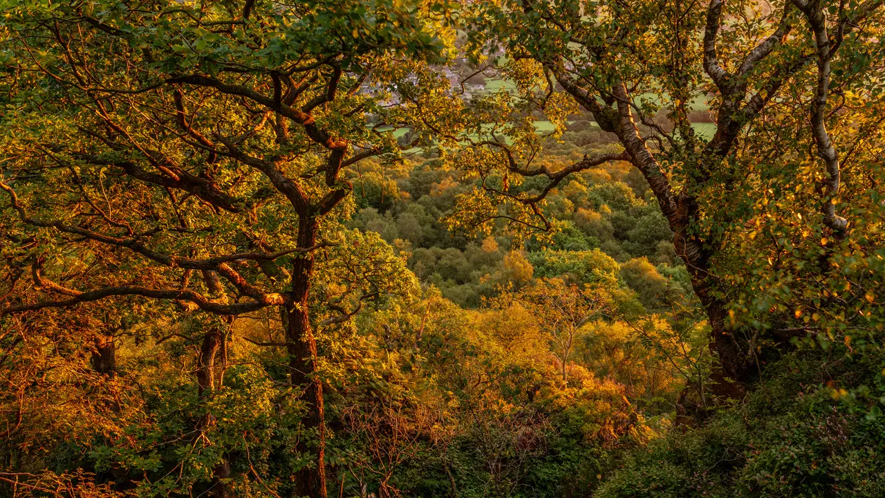 Dense woodland with sunlight filtering through the branches of large trees, casting a warm, golden glow over the foliage. The landscape stretches into a lush forested valley, with varying shades of green and hints of autumnal colours. The scene conveys a sense of tranquillity and natural beauty.