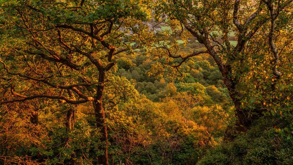 Oak and birch trees framing a wooded valley bathed in golden autumn sunset light
