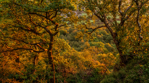  a group of trees with yellow leaves