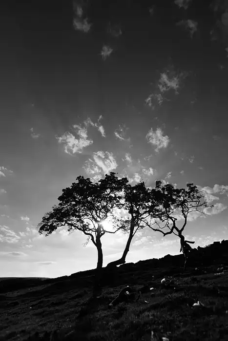 Tree, Thruscross