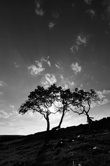 Tree, Thruscross
