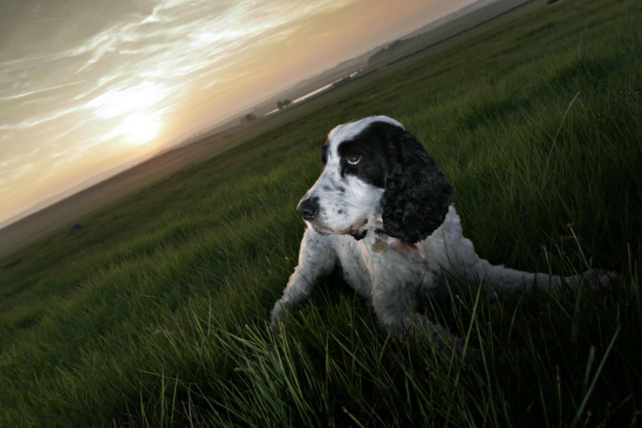 Lyra and sunset at Scargill reservoir