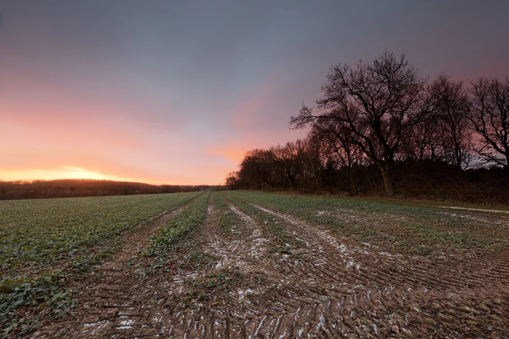 Frosty muddy farm field with tractor tracks beside bare trees under a pink and orange winter sunset sky