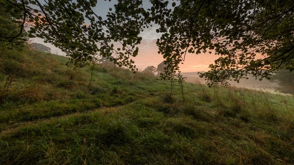 Mist over a grassy meadow framed by overhanging tree branches at sunrise, with a glowing orange and pink sky