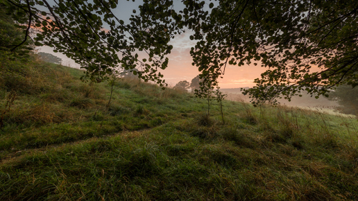  a tree on a grassy hill