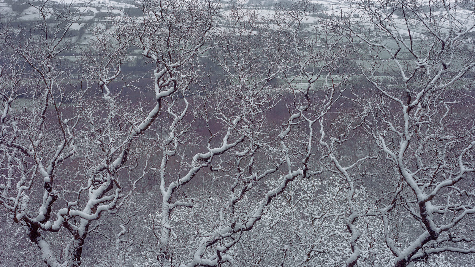 Snow-covered, leafless tree branches create an intricate pattern against a wintry landscape. In the background, rolling hills are dusted with snow, and patches of open fields are visible, partly obscured by the densely interwoven branches. The scene conveys a quiet, serene winter atmosphere.