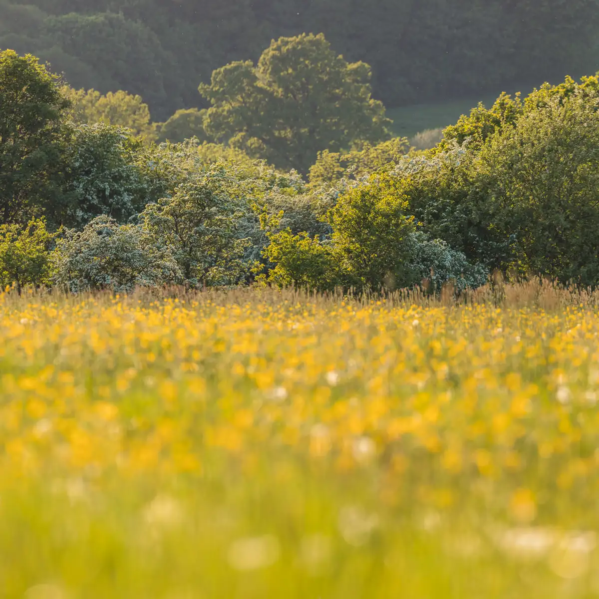Meadow with tall grass and yellow wildflowers in the foreground, softly blurred. Lush, green trees in the background, bathed in warm sunlight, with a gentle hill visible beyond the treeline.