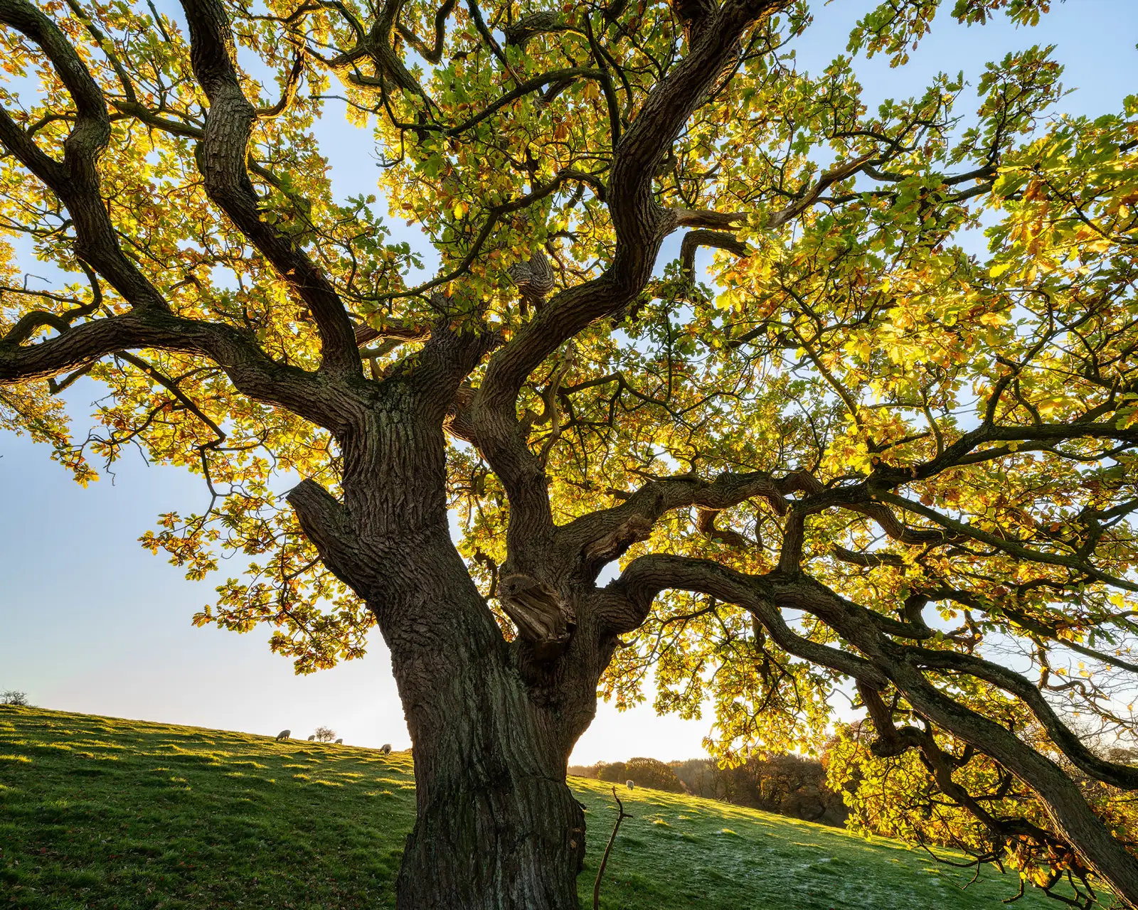 An ancient oak tree with a thick, gnarled trunk and sprawling branches dominates the foreground. Sunlight filters through vibrant green and yellow leaves, creating a dappled pattern of light and shadow. The tree stands on a gently sloping green hill, under a clear blue sky. In the background, a few sheep graze on the hillside, and the sun is setting, casting a warm glow over the landscape.